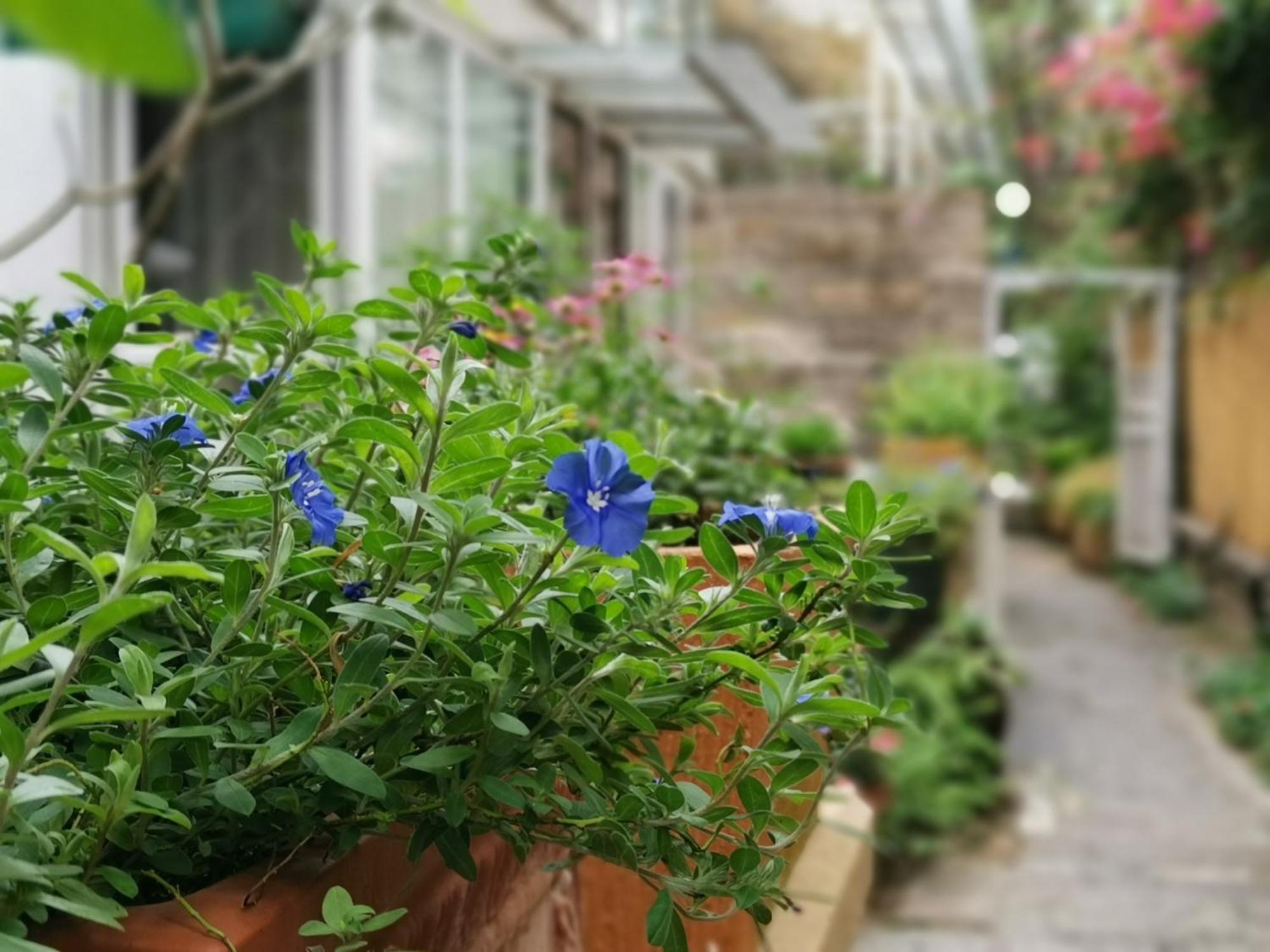 Shenzhen No'6 Garden Villa --French Window With Garden View,Close To Sea World &Shekou Ferry Port &K11 Ecoast &Subway Nearby ,Offer Western Food And Coffee &English Speaking With Tour Services Εξωτερικό φωτογραφία